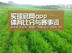 种植基地四